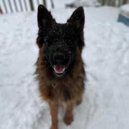 Leo - German Shepherd