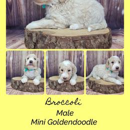 Broccoli - Apricot male Goldendoodle puppy in Grabill, Indiana from Rose's Doodles