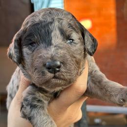 Diorite - Merle male Goldendoodle puppy in Philadelphia, Pennsylvania from Jah’s Retrievers