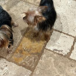Yorkshire Terrier puppies from Susie Pounders