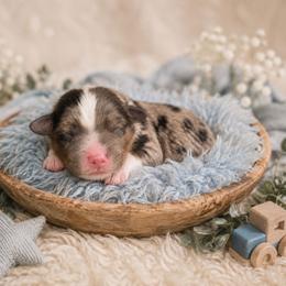 Cappuccino - Blue male Companion Cross puppy in Decatur, Illinois from Petite Pups