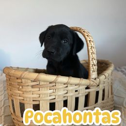 Pocahontas - Black female Labrador Retriever puppy in Lucasville, Ohio from Backwoods Labradors
