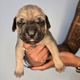 Solomon - Fawn male Cane Corso puppy in Elkhart, Indiana from Martins Almighty Cane Corsos