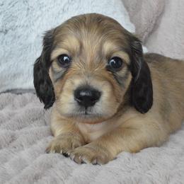 Dachshund Puppies from Dreamheart Dachshunds