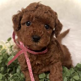 Goldendoodles from Idaho Mini Doodles