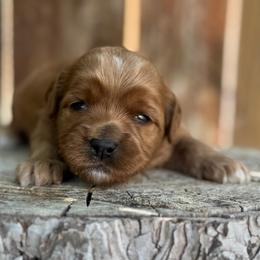 Frizzy - Red  female Goldendoodle puppy in Twin Falls, Idaho from Magic Valley Family Doodles