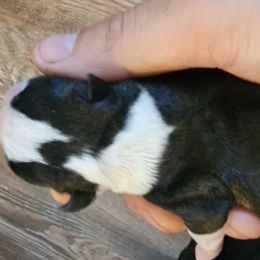 Gazpacho - Black and white Boston Terrier puppy in North Carolina from Dashy’s Kennel