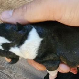 Gazpacho - Black and white Boston Terrier puppy in North Carolina from Dashy’s Kennel