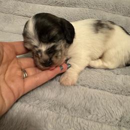 Rob - Dapple male Dachshund puppy in Avinger, Texas from Lone Star Longhair Dachshunds