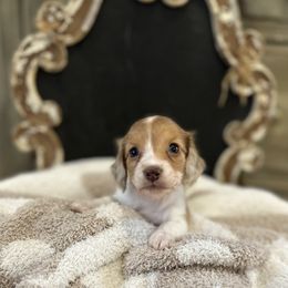 Red dapple piebald - Red female Dachshund puppy in Bryan, Ohio from Wysteria Hill Doxies