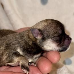 Boy 4 - Wolf sable male Pomeranian puppy in Sherman, Texas from Wynter Wonderland Poms