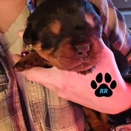 Pink - Black and mahogany female Rottweiler puppy in Tangent, Oregon from Raya's Royals