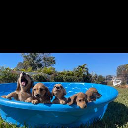 Dachshund Puppies from Channelledox