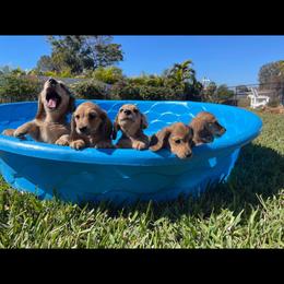 Dachshund Puppies from Channelledox