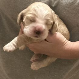 Girl 2 - Buff female Cocker Spaniel puppy in Spotsylvania, Virginia from Wilkshire Farm