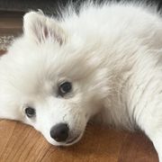 American Eskimo Dogs from La Veta Eskies