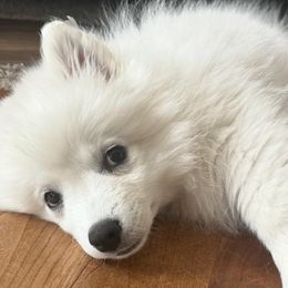 American Eskimo Dogs from La Veta Eskies