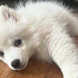 American Eskimo Dogs from La Veta Eskies