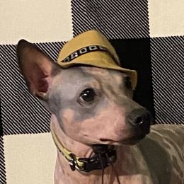 Newt - American Hairless Terrier