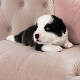 American Corgi, Cardigan Welsh Corgi, and Pembroke Welsh Corgi Puppies from Gingerbread
