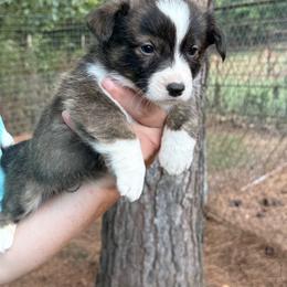 Red collar - Brindle and white male American Corgi puppy in Nashville, Arkansas from Whisenhunt Farms
