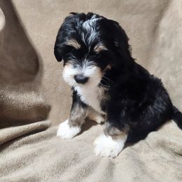 Bernedoodle Puppies from Prairie rose doodles