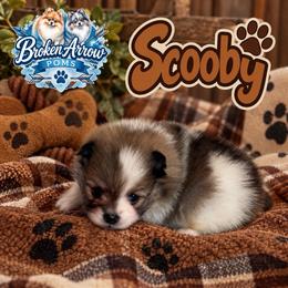 Scooby - Wolf sable male Pomeranian puppy in Sandia, Texas from Broken Arrow Poms