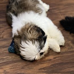 Shih Tzu Puppies from Tammy’s Shih-Tzu Love Jones