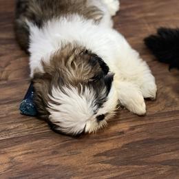Shih Tzu Puppies from Tammy’s Shih-Tzu Love Jones