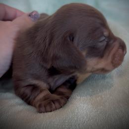 Dachshund puppies from Maravillas Dachshunds LLC