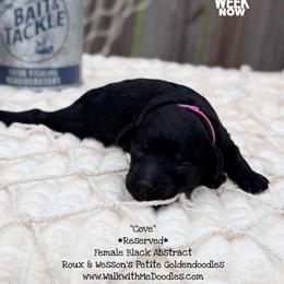 Cove - Black female Goldendoodle puppy in Orange, Texas from Walk with Me Doodles