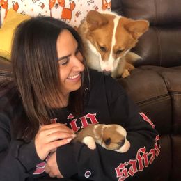 Pembroke Welsh Corgi Puppies from Georgia Corgis of the Westwood Realm