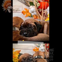 Boy 3 - Red male Boerboel puppy in Pennsylvania from Cold River Boerboels