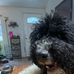 Paulette - Bernedoodle puppy from Little Lake Doodles