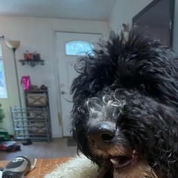 Paulette - Bernedoodle puppy from Little Lake Doodles