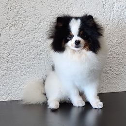 Moki - Pomeranian