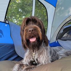 Wirehaired Pointing Griffon All Grown Up from Maine Backwoods Kennel