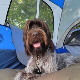Wirehaired Pointing Griffon All Grown Up from Maine Backwoods Kennel