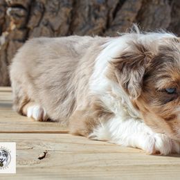 Miniature Australian Shepherd Puppies from Yarborough Kennels