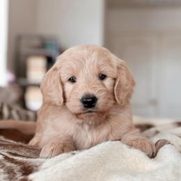 Joey Tribbiani, Boy - Red  male Goldendoodle puppy in Maricopa, Arizona from Desert Ridge Doodles