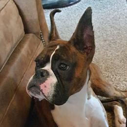 Rain - Boxer
