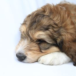 Bernedoodle and Poodle Puppies from SoFun Doodles & Poodles