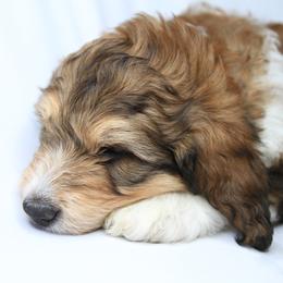 Bernedoodle and Poodle Puppies from SoFun Doodles & Poodles