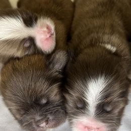 Shih Tzus from Lavender Blue Exotic Crew