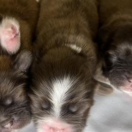 Shih Tzus from Lavender Blue Exotic Crew
