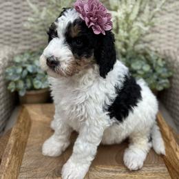 Kiki - Black and white female Bernedoodle puppy in Perrysville, Ohio from Pleasant Valley Bernedoodles