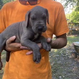 Great Danes from Massive Creations