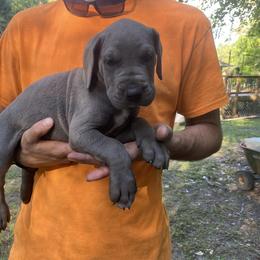 Great Danes from Massive Creations