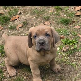 Cane Corso Puppies from Gina Dash