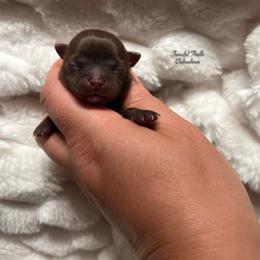 Girl 2 - Chocolate and white female Chihuahua puppy in Michigan from Fanciful Thrills Kennel